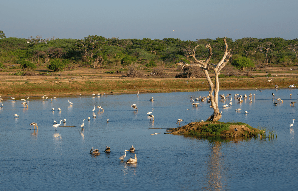 Bundala National Park by TravelPlanner