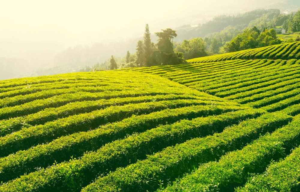 Tea Plantation at Elkaduwa by TravelPlanner