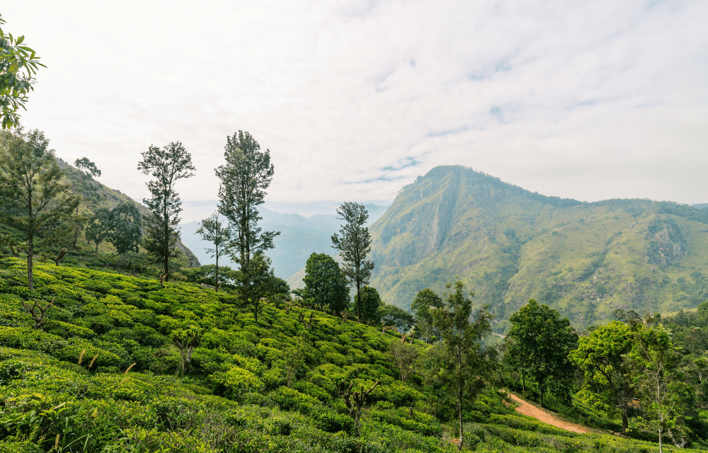 Ella tea plantation by TravelPlanner