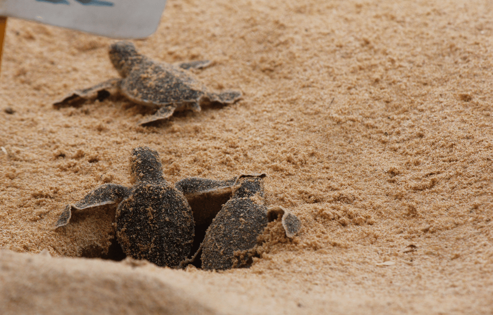 Turtle Hatchery and Farm