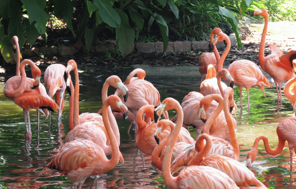 Kumana Pink pelican by TravelPlanner