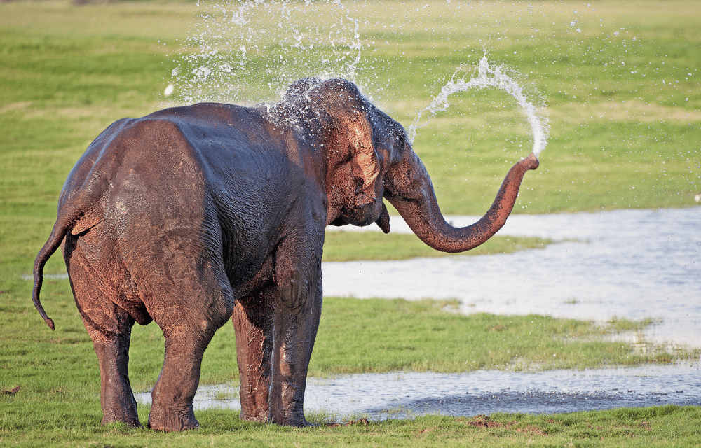 Minneriya Elephants by TravelPlanner