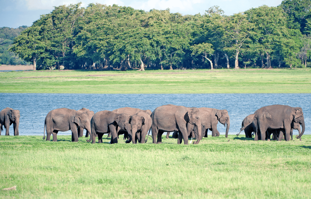 Minneriya Elephant Gathering by TravelPlanner