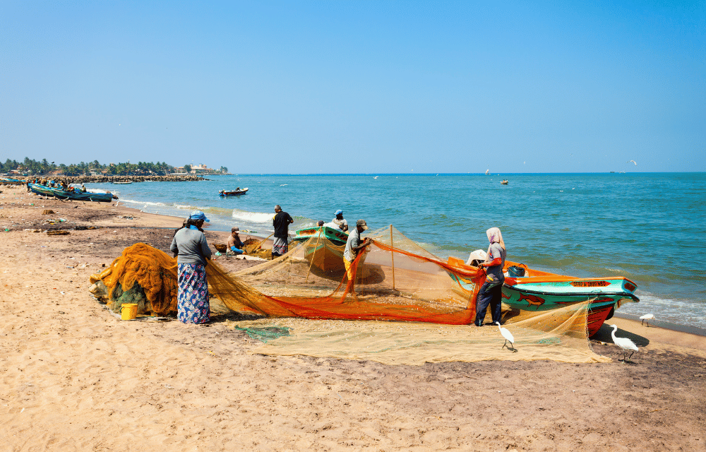 Negombo Fish industry by TravelPlanner