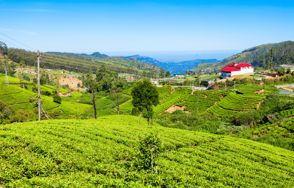 Tea Factory at Nuwara Eliya by TravelPlanner