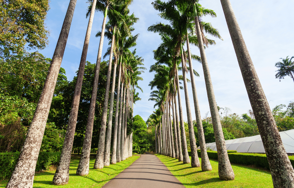 The Royal Botanical Garden Peradeniya by TravelPlanner