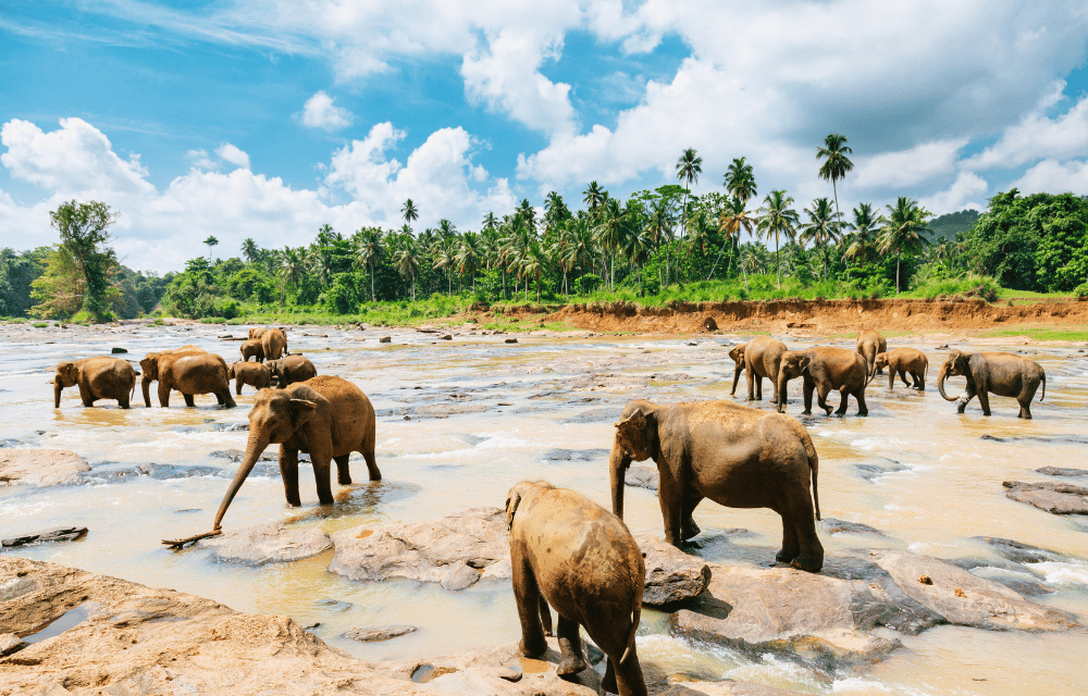 Pinnawala Elephant Orphanage by TravelPlanner