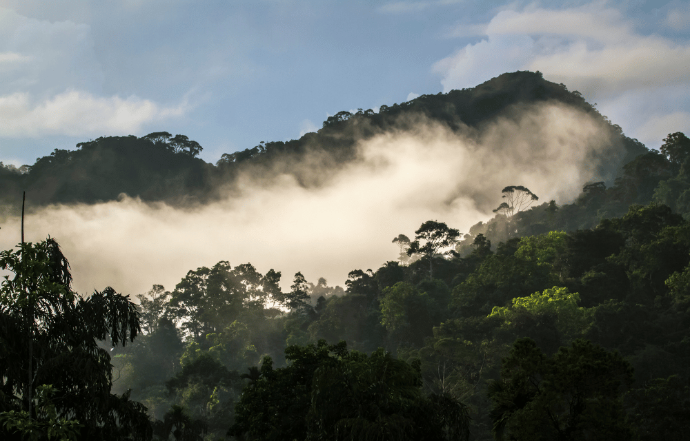 Sinharaja forest by TravelPlanner