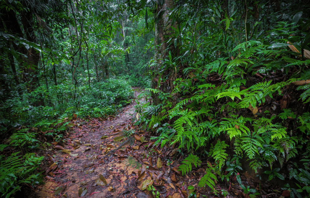 Sinharaja forest inside by TravelPlanner