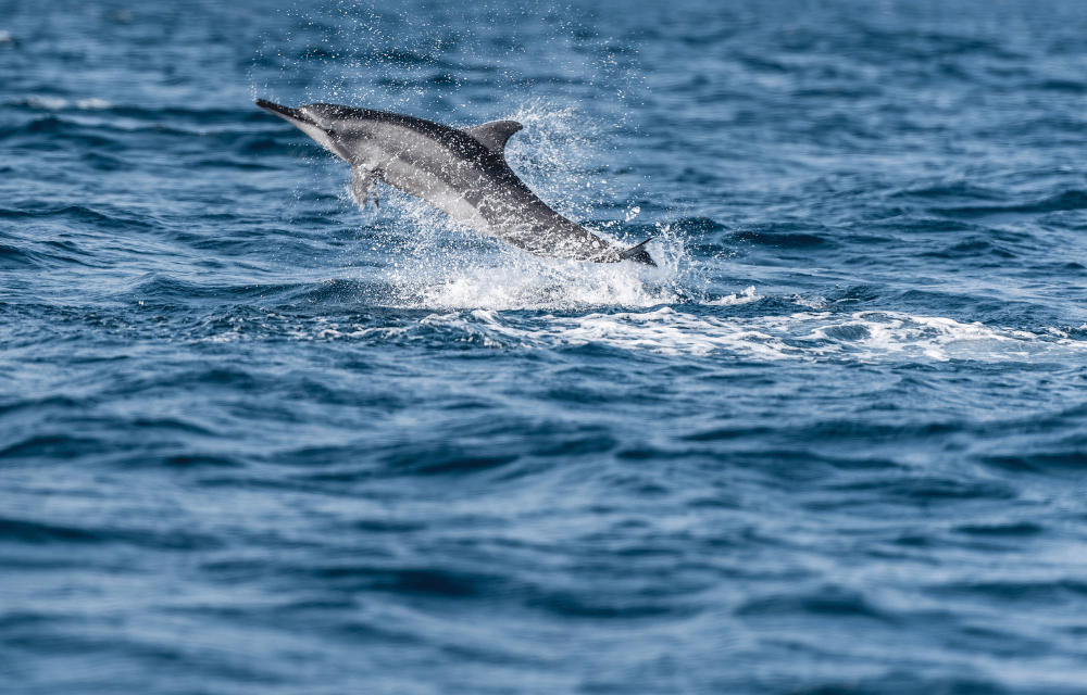 Dolphin at Trincomalee by TravelPlanner