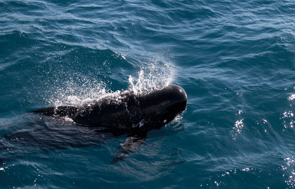 Whale at Trincomalee by TravelPlanner
