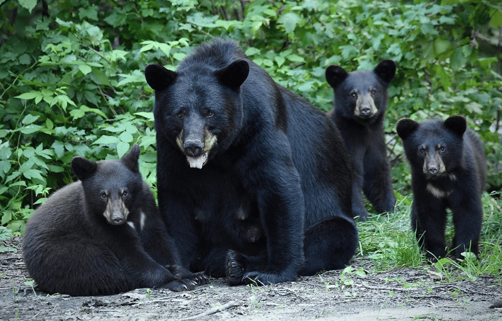 Bears at Udawalawe by TravelPlanner