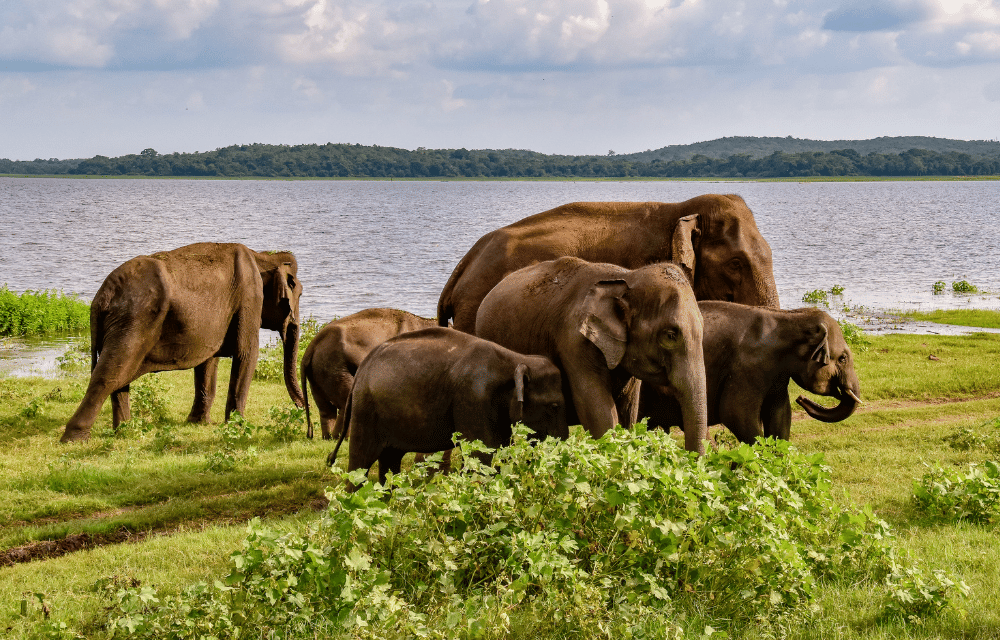 Udawalawe Elephant Transit Home by TravelPlanner