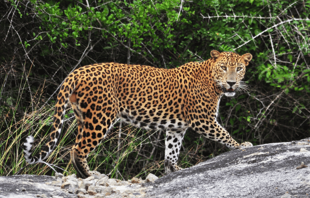 Leopards at Udawalawe by TravelPlanner