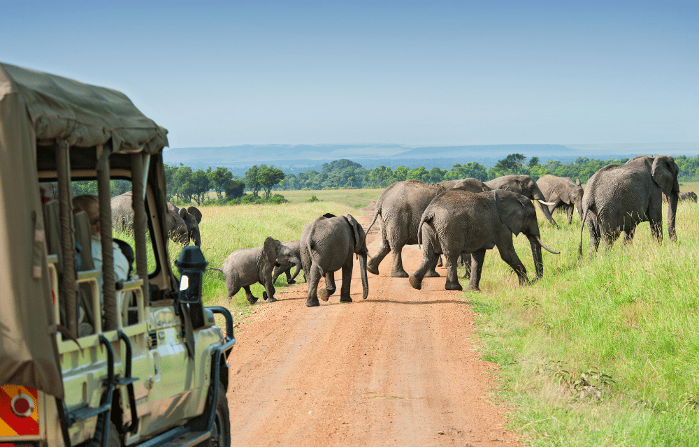 Udawalawe Safari by TravelPlanner