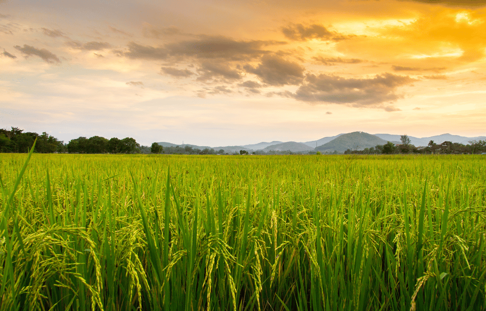 Paddy Fields at wellawaya by TravelPlanner