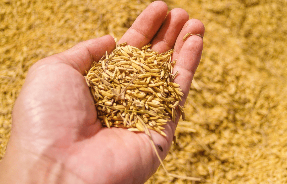 Rice seeds at wellawaya by TravelPlanner