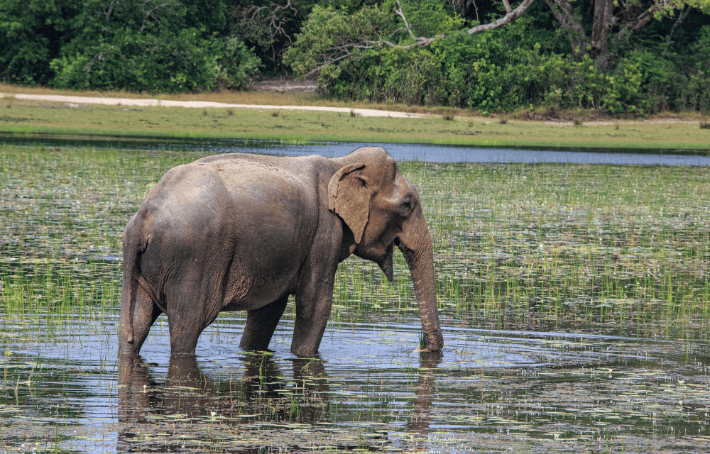 Wilpattu Elephant by TravelPlanner