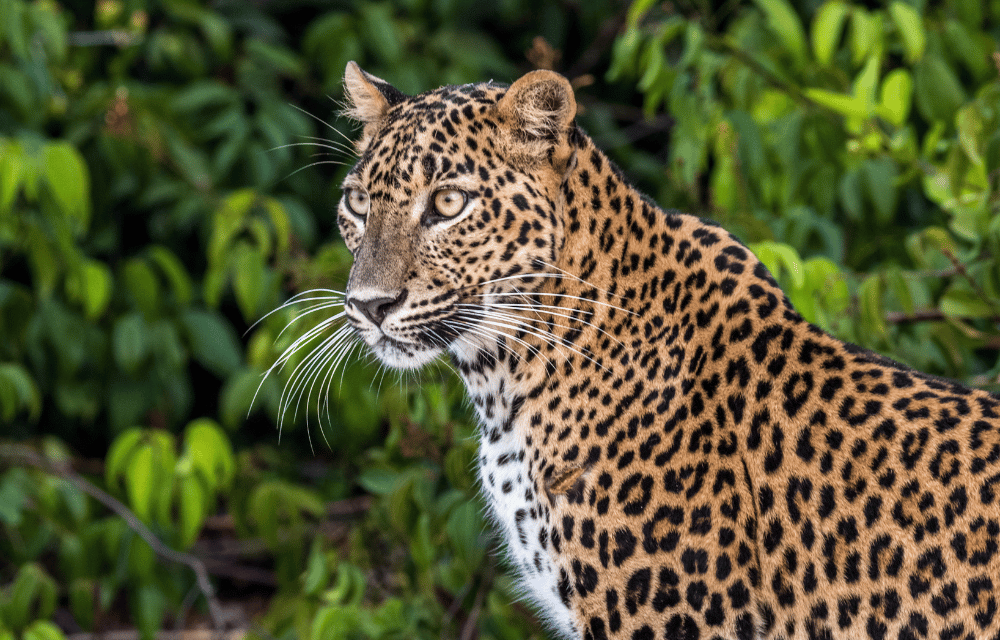 Wilpattu Leopards by TravelPlanner