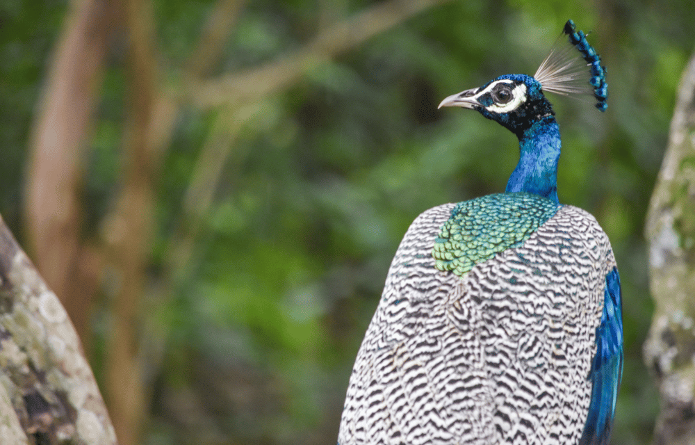 Wilpattu Peacock by TravelPlanner