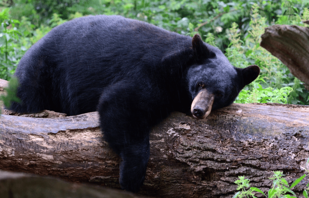 Bears at yala by TravelPlanner