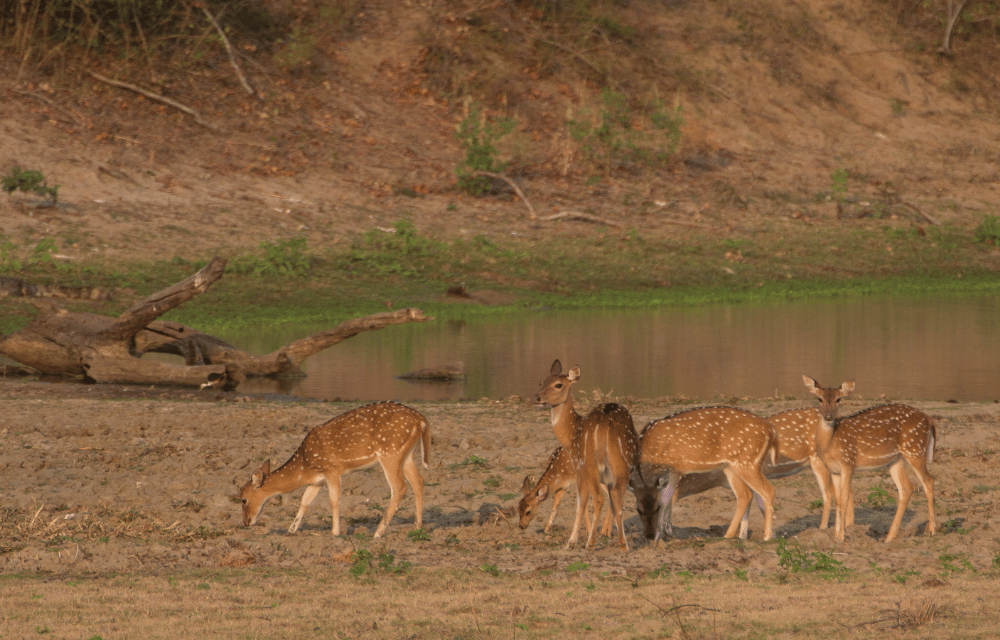 Deers at yala by TravelPlanner