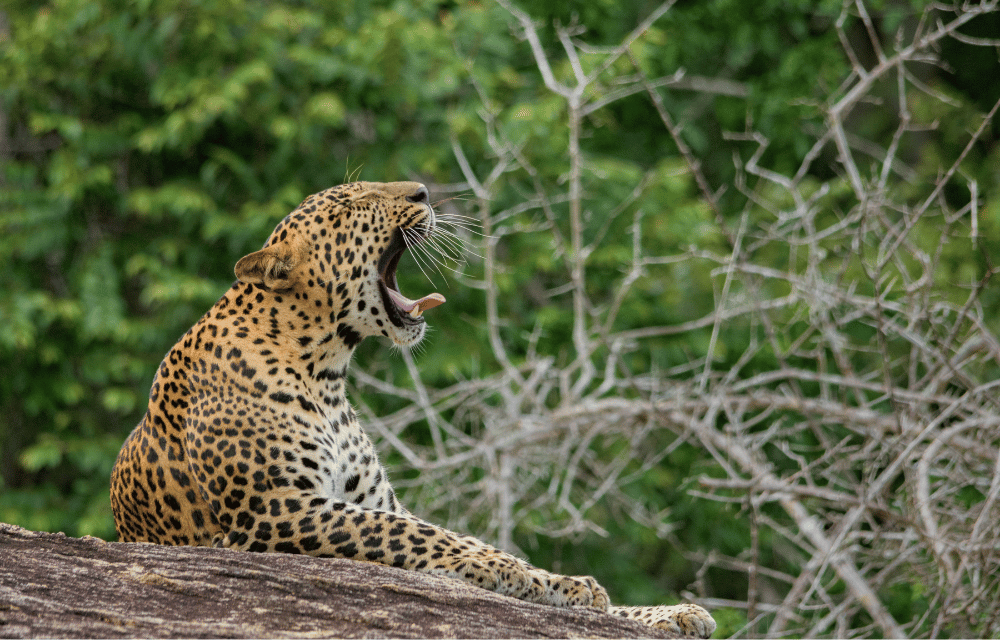 Leopards at yala by TravelPlanner