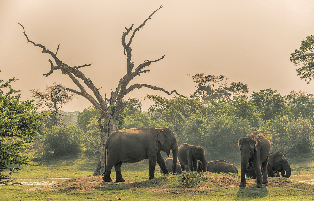 Elephants at yala by TravelPlanner