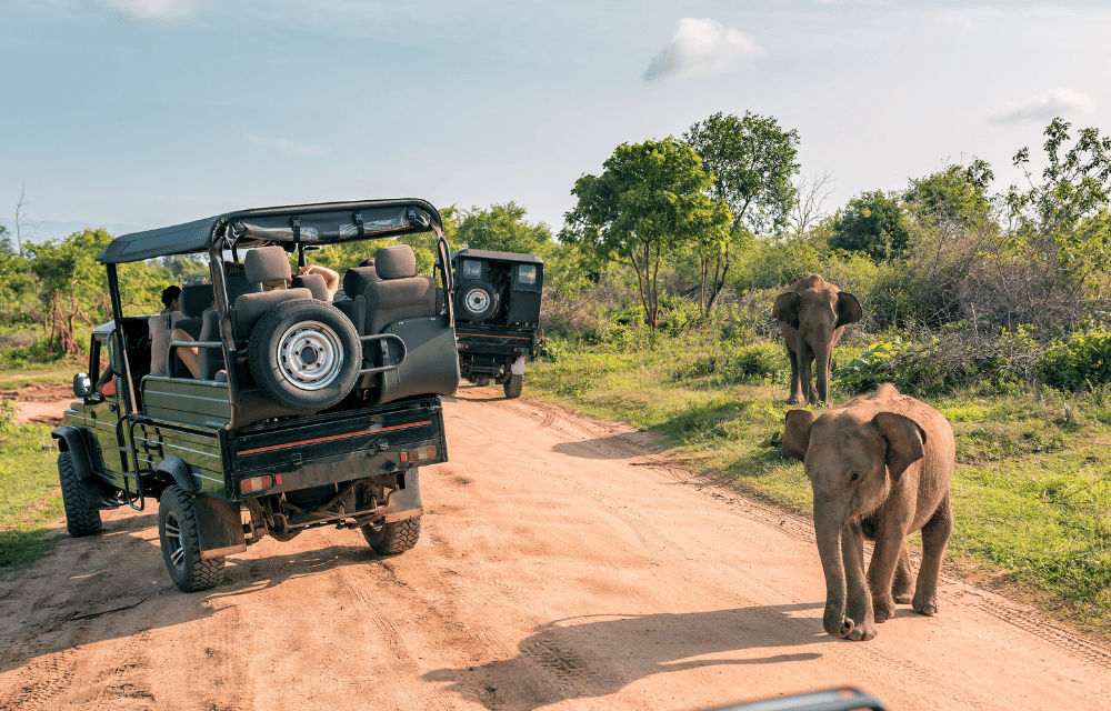 Safari at yala by TravelPlanner